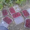 Raspberry-Collected