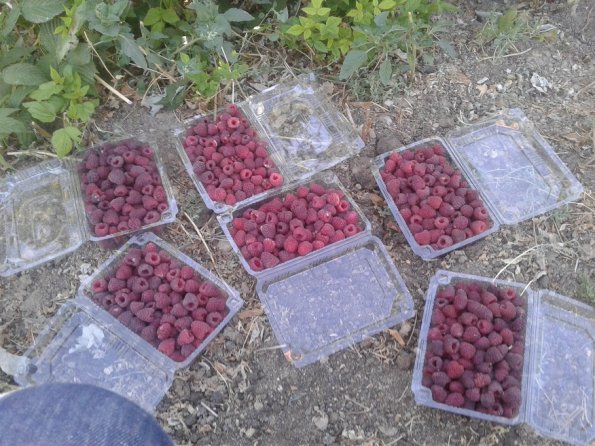 Raspberry-Collected
