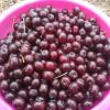 Tart-Cherry-Collected