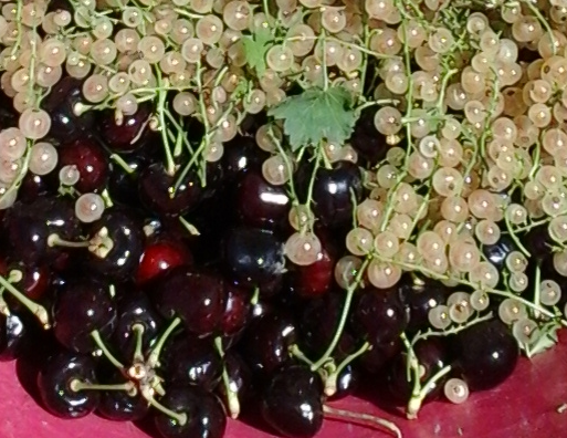 Cherries-and -White-Currant - Great Mix for Jam
