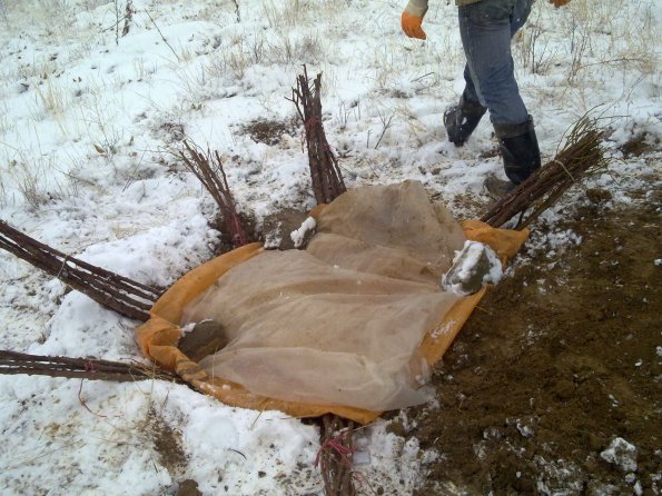 2011 03 14 Grafted Plants of Almond (4 Varieties) and Apricot (4 Varieties) Ordered from ABEM Holland, Are Delivered and Conserved 3_595