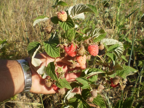 2012 07 25 Tulameen First Fruits 1_595