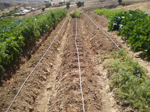 2012 08 15 Second Harvest Vegetable Planting 1_595