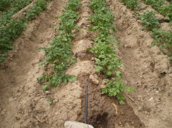 2012 Veg Prob Prgrm 4_595