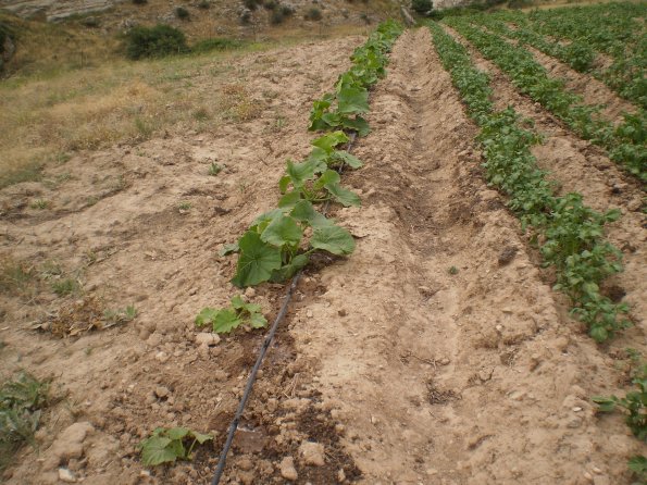 2012 Veg Prob Prgrm 7_595