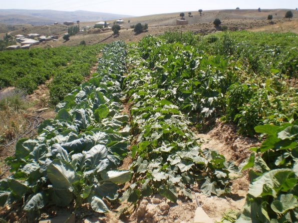 2012 Veg Prob Prgrm 9_595